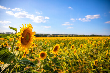 Fleur de tournesol dans un paysage de campagne en été.