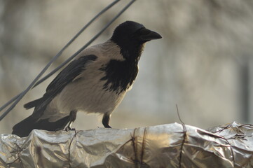 crow on a branch