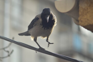 crow on wire