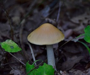 mushrooms in the forest