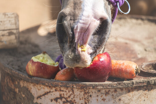 The horse eats apples and carrots. Close up of the muzzle