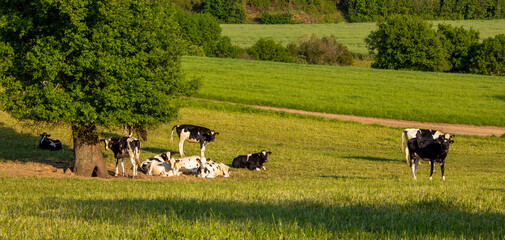 Naklejka na ściany i meble Paysage de campagne, vache laitière dans les champs en France.