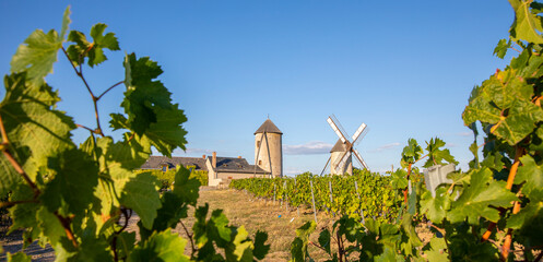 Moulin d'Ardenay dans les vignes en Anjou, France.