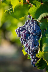 Grappe de raisin noir dans un vignoble sous le soleil de l'automne.