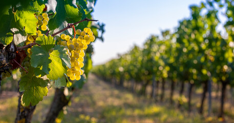 Grappe de raisin blanc dans un vignoble à l'automne.