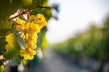 Grappe de raisin blanc dans un vignoble à l'automne.