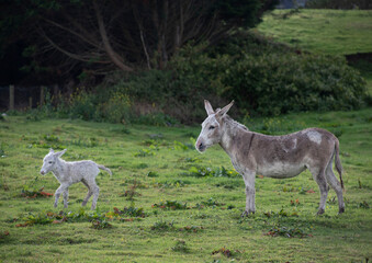 Naklejka na ściany i meble Grey cute baby donkey and mother on floral meadow