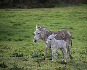 Obraz na płótnie Canvas Grey cute baby donkey and mother on floral meadow