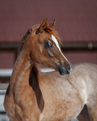 Head of a beautiful young chestnut arabian horse, portrait closeup.