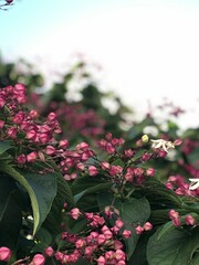 pink and white flowers