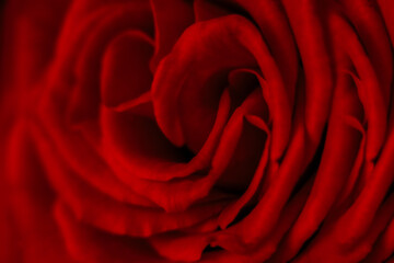 Defocused blurred petals of bright red rose close-up. Abstract romantic background for your design. Valentine's Day.