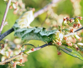 ヨモギの花を食べる幼虫・ホシヒメセダカモクメ
