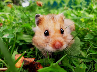 hamster in the grass