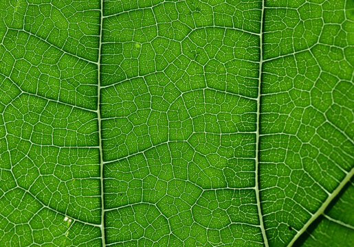 Macro or Close up view of Green Mulberry leaf and veins For Texture And Background (Focus in Middle Picture)