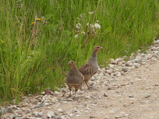 The grey partridge (Perdix perdix)