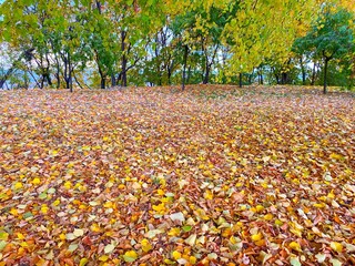 Obraz premium Leaf fall in the autumn park.