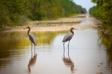 Couple of Reddish Egrets walking on the water. Cuba. Cienaga de Zapata. High quality photo