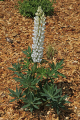 Lupinus blanc dans un massif de paillage végétal