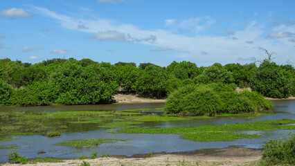 Landschaftsaufnahme eines Nebenarms des Chobe-Flusses mit typisch afrikanischer Vegetation