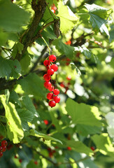 Fototapeta premium Ripe red currant berries on branch in garden on a sunny day. Close up of sweet red currant cluster ready to harvest. Also known as Ribes Rubrum. Selective focus with defocused lush green plants.