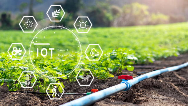 Smart farming concept,Technology icons with fragment of water supply system for young of potato plants with , Agricultural management, startups, improvements. Innovation and development.