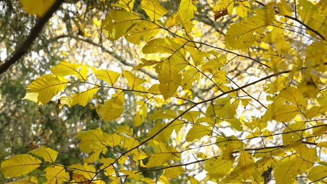 The yellow leaves of the wych elm tree in the park ground in Estonia