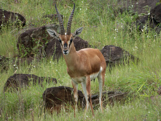 Obraz premium impala in the savannah