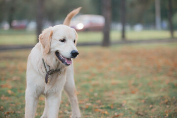Golden Retriever playing in a green meadow in autumn