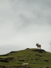 Naklejka premium sheep in the mountains
