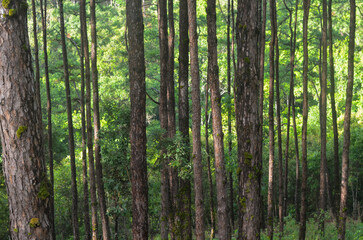 Fototapeta na wymiar pine trunk in the pine forest at Chiang Mai, Thailand 