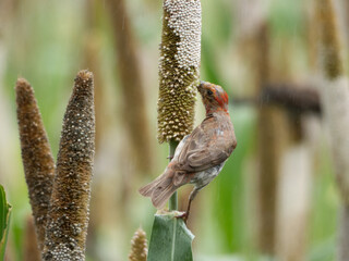 bird on a tree Rose finch closeup shot in natural habitat