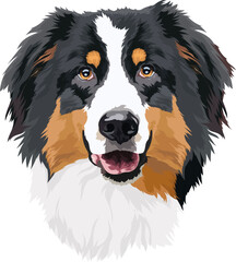 Border collie portrait, vector illustration. Head, dog
