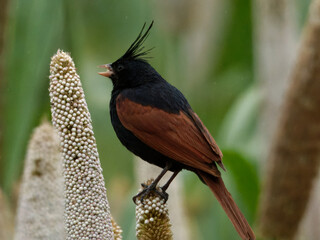 robin on the branch Crested bunting black brown bird in a natural habitat