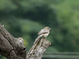 sparrow on a fence