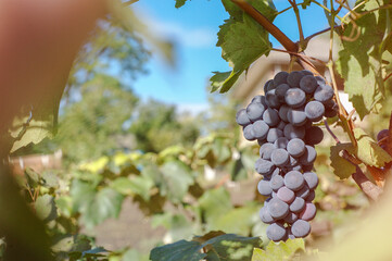 Grape  on the vine in the vineyard, harvest farm