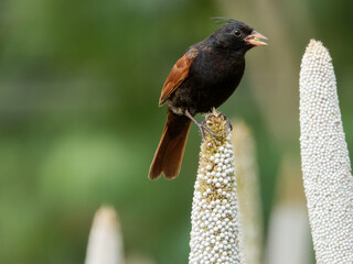 Closeup shot of crested bunting in natural habitat