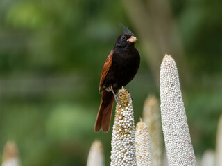 Closeup shot of crested bunting in natural habitat