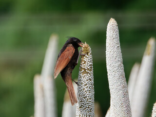 Closeup shot of crested bunting in natural habitat
