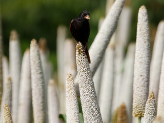 bird on a branch crested bunting in a natural habitat