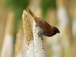 close up of a bird Closeup shot of spotted munia in natural habitat