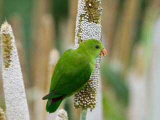 Vernal hanging parrot in natural habitat