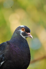 Pigeon relaxing taken close up