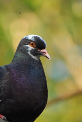 Pigeon relaxing taken close up