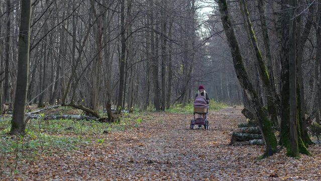 Girl with the baby carriage in a leafless autumn forest with a walking dog at the back.