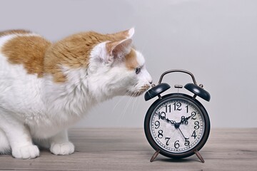 Cute tabby cat looking curious to a retro alarm clock on the table.