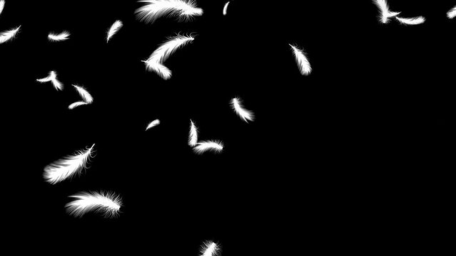 Isolated gently falling white feathers. Abstract animation. Black background. Loop. 59,94 fps