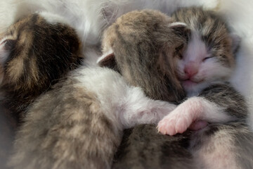Schlafende junge Kätzchen die sich aneinander kuscheln