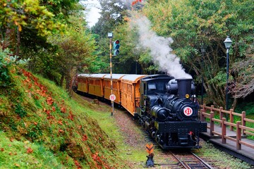 A tourist train of retro carriages traveling thru the lush forest and people, on the paved hiking...