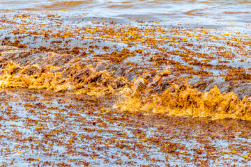 Very disgusting red seaweed sargazo beach Playa del Carmen Mexico.