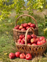 Organic Apples in a Basket. Autumn background. Harvest season concept. Organic apples close up for fresh juice.